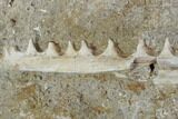 Enchodus Jaw Section with Teeth - Cretaceous Fanged Fish #90141-1